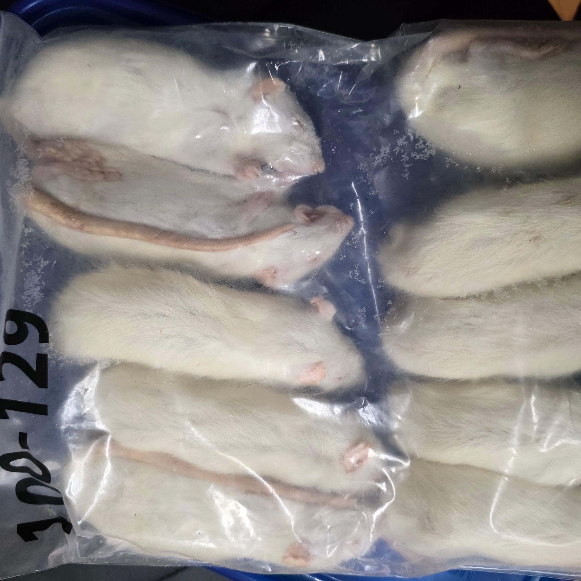 Frozen Rats - Medium | Dragon Greens Deli